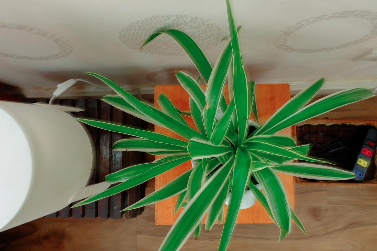 Magari Homestay مدينة هوشي منه المظهر الخارجي الصورة